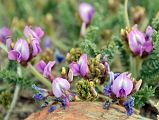 16 Purple Flowers Close Up Near Gasherbrum North Base Camp in China 